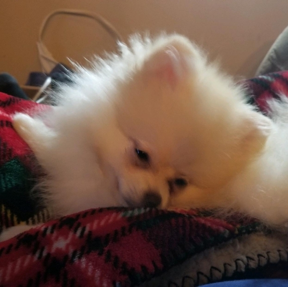 Meet your Posher, Genia - Picture 4 of 10